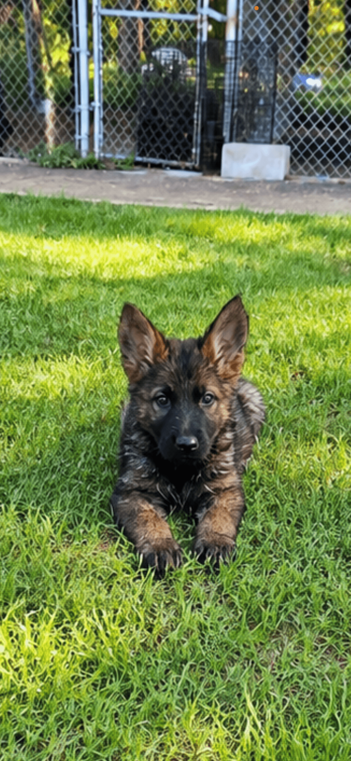 German Shepherd Puppies, Unknown German Shepherd
