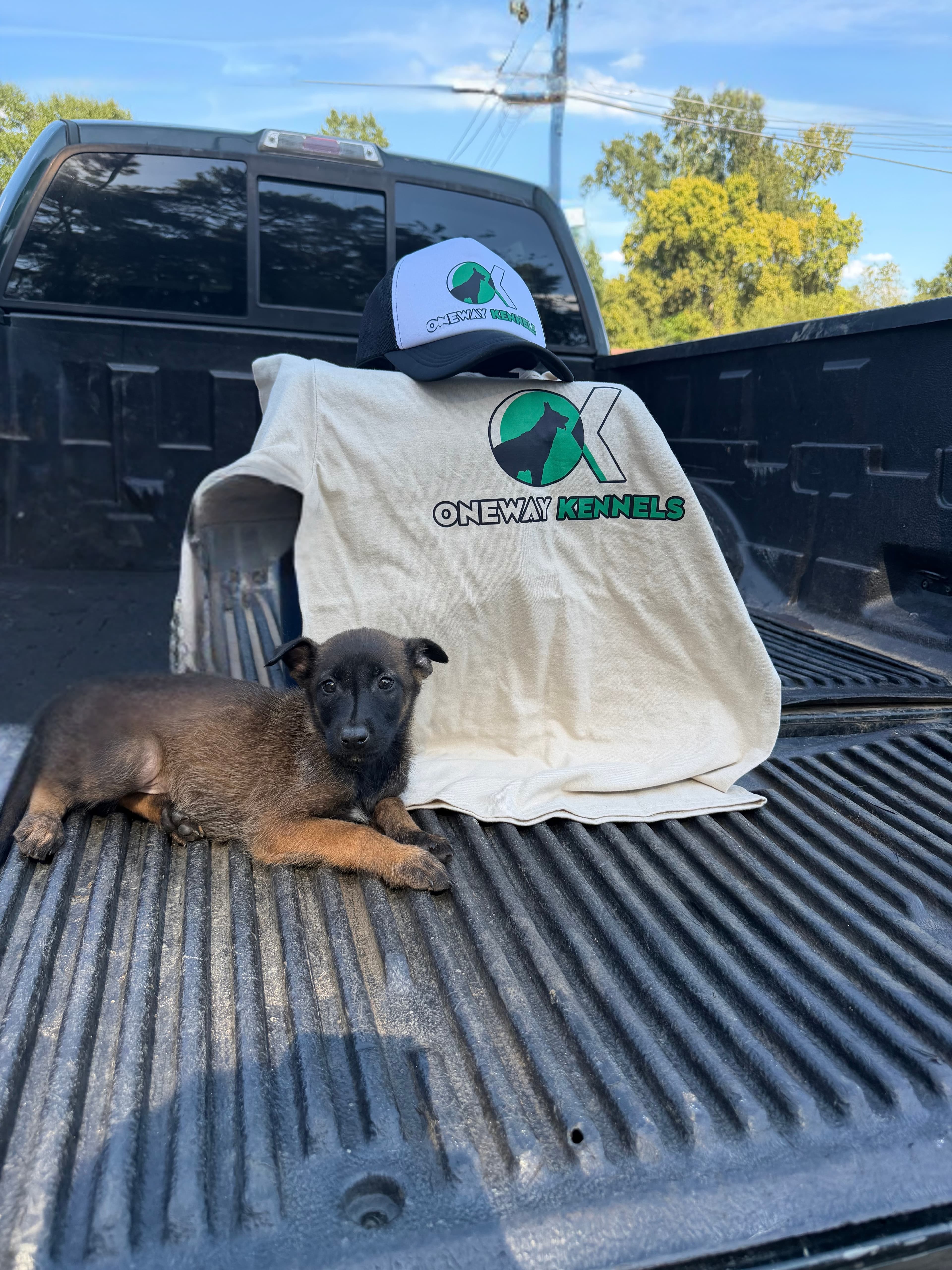 Belgian Malinois, Unknown German Shepherd